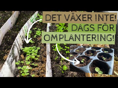 Det växer inte i bredsådden - dags att separera plantorna!