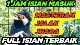 Download lagu Jalak Suren Di Alam Liar Memanggil Betina Gacor Full Isian Tembakan Mewah mp3