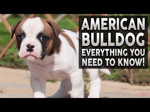 image-How much should an American bulldog eat a day?