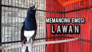 Download lagu kacer gacor NGEPLONG tarung ini paling ampuh buat PANCINGAN KACER agar EMOSI mp3