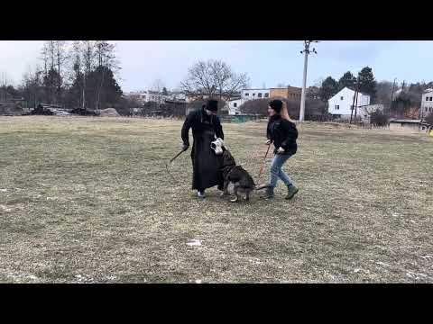 Venom z Jukasu - protection training - 7 months old