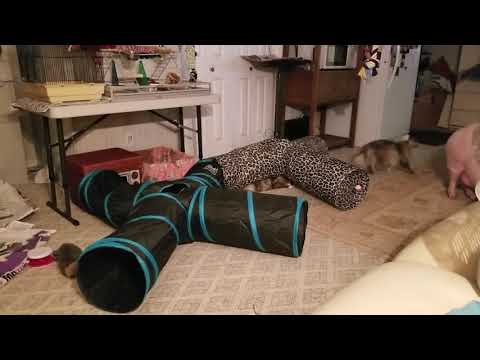 MONKEY IS SUCH A SILLY GIRL 😂