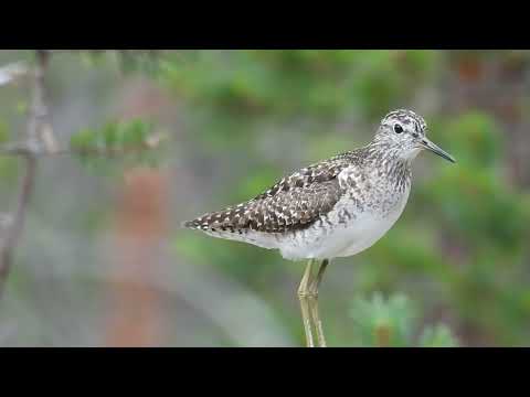 Kalužiak bahenný (Tringa glareola) — Wood Sandpiper varovné volanie v Laponsku