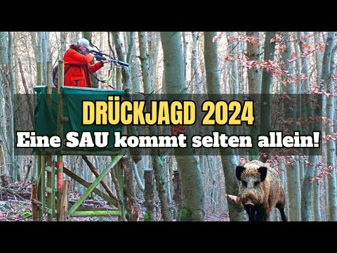 Driven hunt for wild boar | A sow rarely comes alone! | 2024