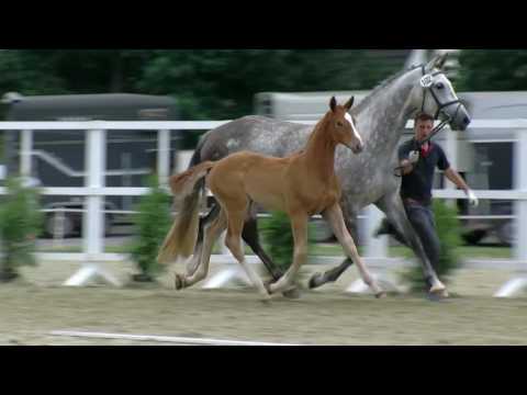 Hf v Belissimo M x Levisonn x Weltmeyer 2017