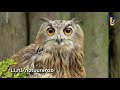 Natuur en Zo TV - Boswachterij de Kievit in Beringe
