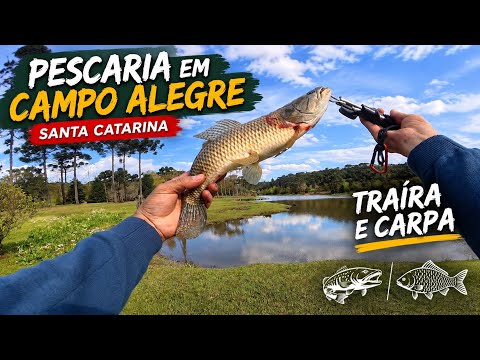 Pescaria de traira e carpa no campo alegre. E. Santa Catarina, PSCA, como gringo.
