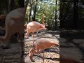 Flemingo Birds Seacoast Pink Nature Bangkok Bangkokthailand Zoo Safari Safaripark