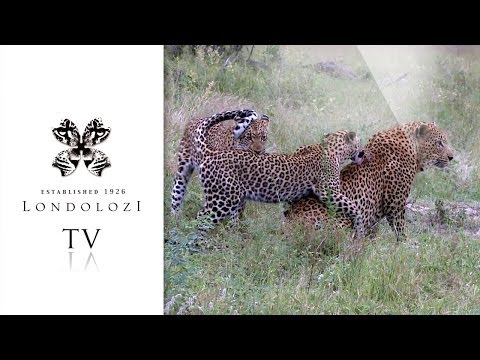 Leopard Cubs Takes on Father - Londolozi TV
