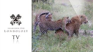 preview picture of video 'Leopard Cubs Takes on Father - Londolozi TV'