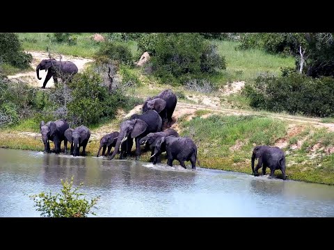 Elephant Herd comes over the wall and has a drink before going off feeding 12/9/25