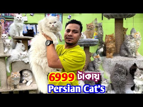 Persian Cat's মাত্র 6999 টাকায়. Cat Market in Kolkata. Kolkata Cat Market.