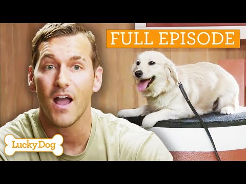 Entrenando a un Golden Corgi Mixto para que sea la mascota ideal del maestro | Episodio completo ...