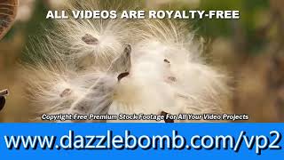 Dazzle Video Set 2 Example 1