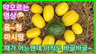 음~청 맛있는 참외랑 애플수박이 아직도 바글바글~ 참외수박 재배방법 키우기 전원일기 인간극장 귀농귀촌 주말농…