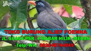 Download lagu Suara Pikat Mp3 Burung Poksay Hitam Sumatera mp3