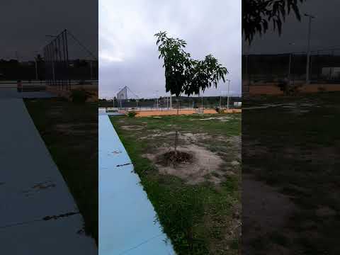 O CEDRO DE VITÓRIA PE CONHECIDO COMO PARK ÉCOLOGICO #vitoriadesantoantao