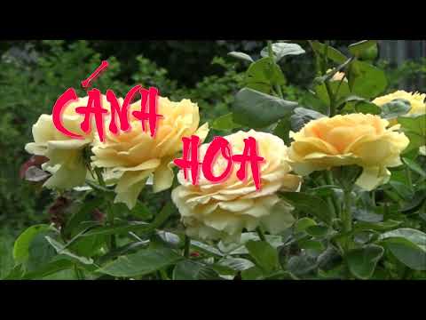 Cánh hoa rơi - Thanh Nga