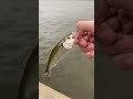 What type of shad is this? Let me know in the comments #fishing