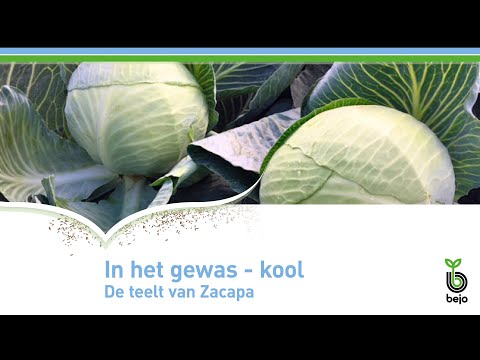 , title : 'BEJO | In het gewas - kool | Teelt van Zacapa'