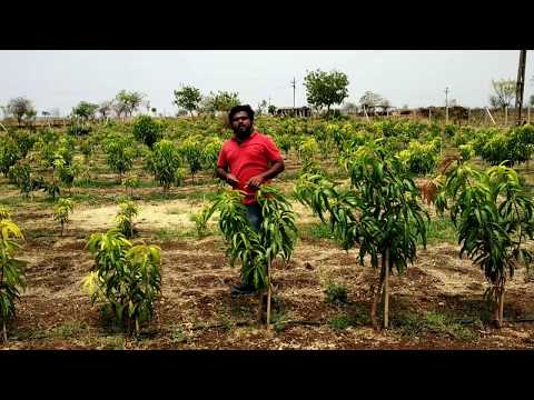 Mango Plantation By Israel Technique, Ultra High Density Plantation/इजराइल तकनीक द्वारा आम की खेती