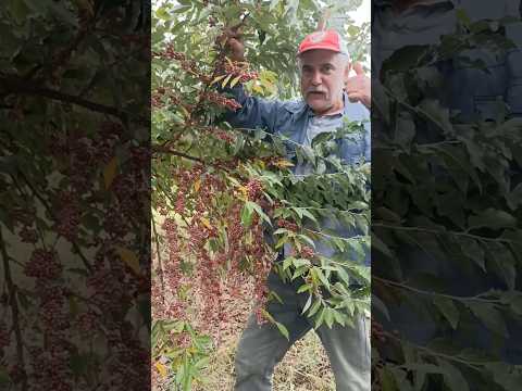 Turna Yemişi Faydaları ve Kullanımı