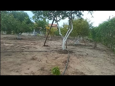 Como ficou as frutíferas depois que passamos o cal+assando as castanhas!