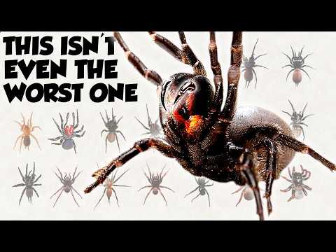 Everything We Know About Australia’s Deadliest Spiders
