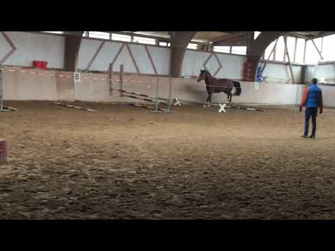 Leandro Freispringen - 155cm