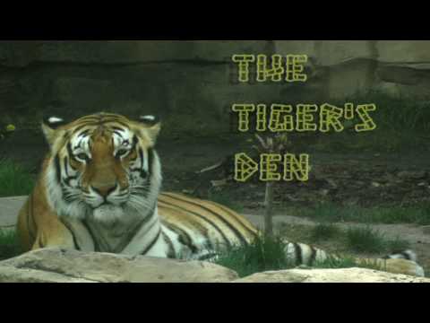 February 8th Trade What You See with Larry Pesavento on TFNN - 2017