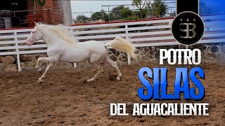 Chuy Lizárraga - El Vlog - Rancho El Aguacaliente -Potro Silas Del Aguacaliente