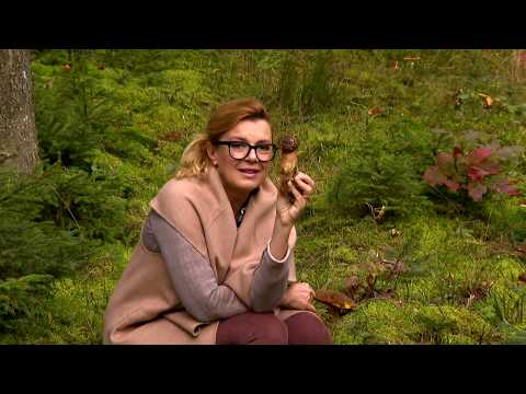 Gasztroangyal 44. rész – Őszi kirándulás az Őrségben (2019.11.23.)