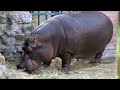 11 Most Powerful African Animals 2022 Top 10 Top11s