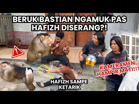 Test of Bastian the Monkey’s Loyalty When Hafizh Is Attacked!! Instantly Goes Wild!!