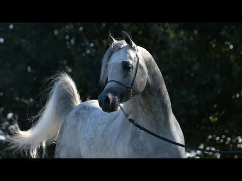 KIAHF AUCTION 2023 - EKS Bint Helwah x IBN Farid Unborn Foal