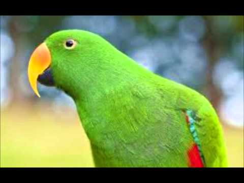 Qissa Dhol Sammy (An Old Lok Qissa)