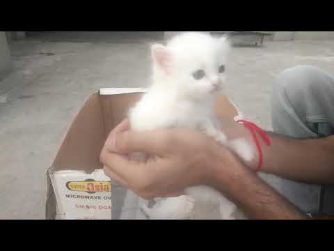 How to feed a kitten without mother cat | syringe and bottle feeding | pets & animals point: