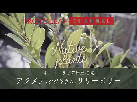 シンプロコス・ルシダ