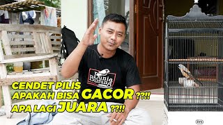 Download lagu Cara Menggacorkan Cendet Burung Cendet Pilis Ala Om Wawan Tiwi mp3