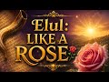 Elul: "LIKE A ROSE" 🌹 