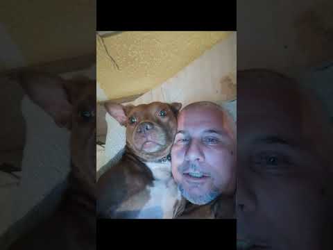 My best friend. https://pedigree.gamedogs.cz/details.php?id=511954