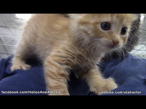 Kittens Pet Smart