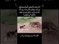 Tiger Attack On Dog Shorts Quotes Youtubeshorts Viralvideo