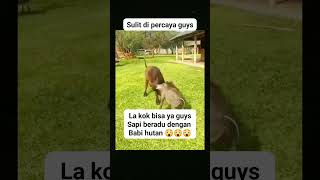 Download lagu sapi vs babi hutan #animals #trending #sapi #popular #viralnews #viralshort #fyp #viralreels #shorts mp3