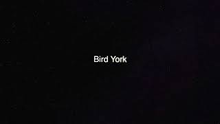 In The Deep - Bird York Cover