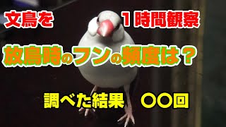 文鳥のフンの間隔は？実際に調べてみた