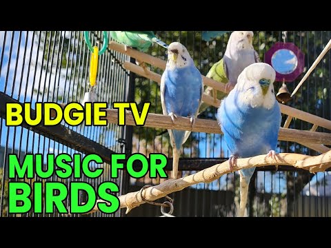 Budgie TV: Music for Birds