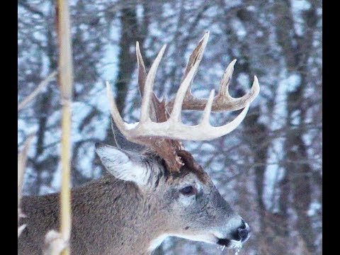 I Shot the Wrong One. Big just got Bigger. 10 yards stands a Monster