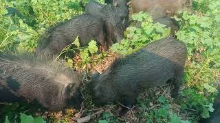 amazing animals | pig life | trending video | pigs #shorts