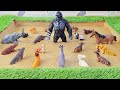 KING KONG Stuck In Mud Between African Wild And Amazon Jungle Animals
